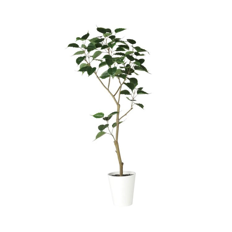 インドボダイジュ FST W70×H150cm｜TK91858 アーティフィシャルグリーン 人工観葉植物 人工樹木 鉢付きグリーン