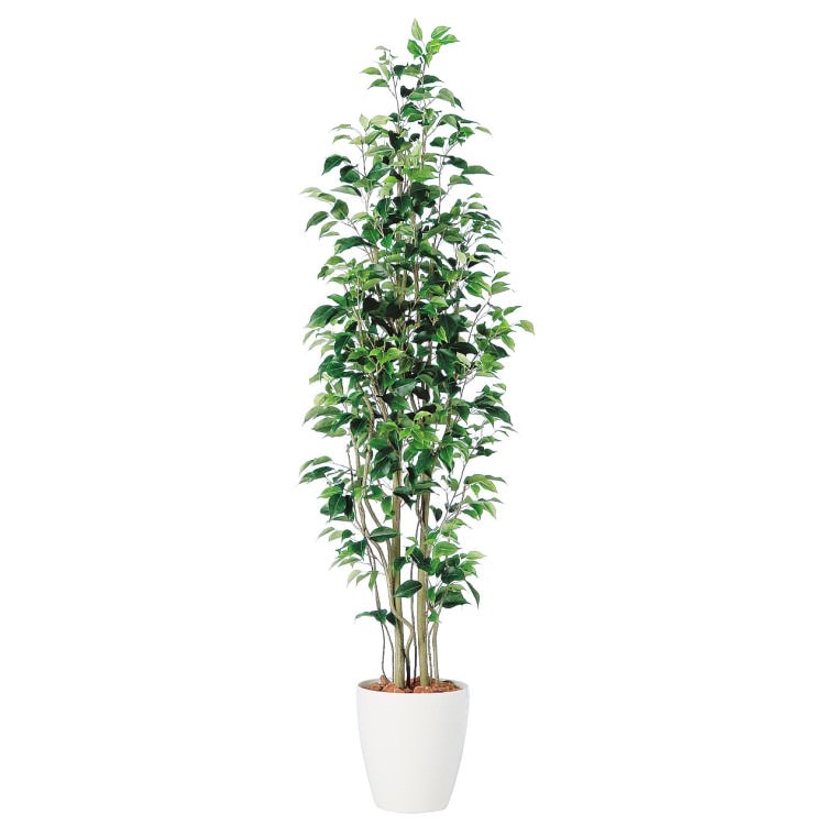 ベンジャミン スリム FST W50×H180cm｜TK98647 アーティフィシャルグリーン 人工観葉植物 人工樹木 鉢付きグリーン