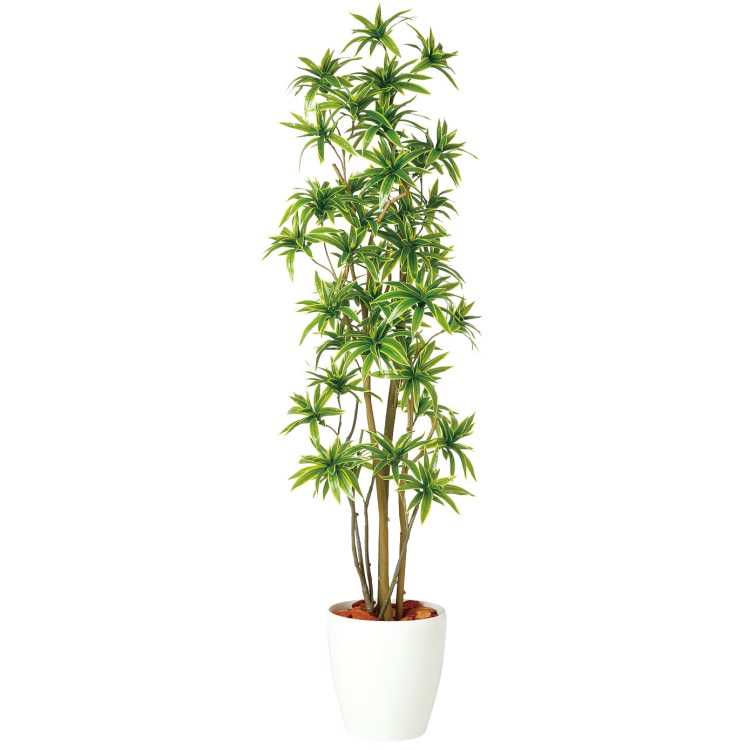 ソング・オブ・インディア FST W60×H180cm｜TK98900 アーティフィシャルグリーン 人工観葉植物 人工樹木 鉢付きグリーン
