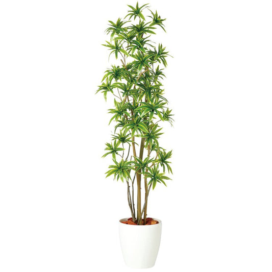ソング・オブ・インディア FST W60×H180cm｜TK98900 アーティフィシャルグリーン 人工観葉植物 人工樹木 鉢付きグリーン