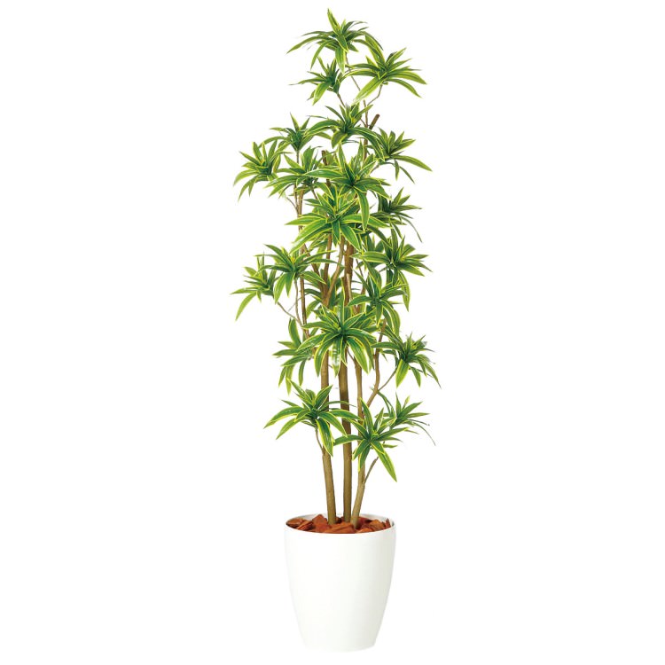 ソング・オブ・インディア FST W50×H150cm｜TK98903 アーティフィシャルグリーン 人工観葉植物 人工樹木 鉢付きグリーン