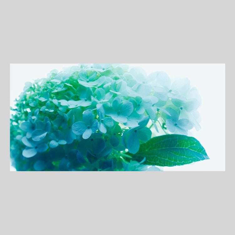 IGREBOW アジサイの花 ビッグサイズ｜[アルミ 1×2] アイグレボウ インテリアフォト ピクチャーアート 写真