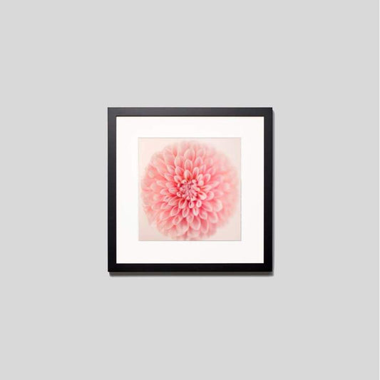 IGREBOW 花の写真 ピンクのダリア ビッグサイズ｜[ウッド 1×1] アイグレボウ インテリアフォト ピクチャーアート 写真