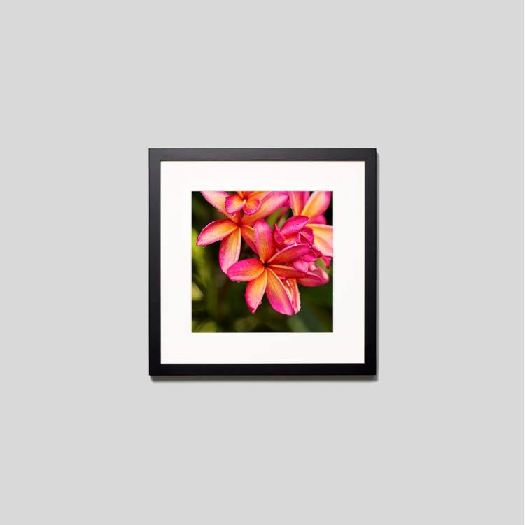 IGREBOW プルメリアの花 ビッグサイズ｜[ウッド 1×1] アイグレボウ インテリアフォト ピクチャーアート 写真