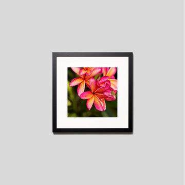 IGREBOW プルメリアの花 ビッグサイズ｜[ウッド 1×1] アイグレボウ インテリアフォト ピクチャーアート 写真