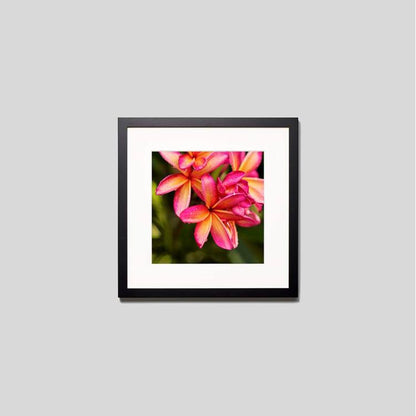 IGREBOW プルメリアの花 ビッグサイズ｜[ウッド 1×1] アイグレボウ インテリアフォト ピクチャーアート 写真