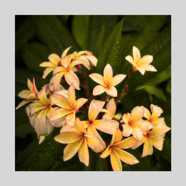 IGREBOW プルメリアの花 ビッグサイズ｜[アルミ 1×1] アイグレボウ インテリアフォト ピクチャーアート 写真