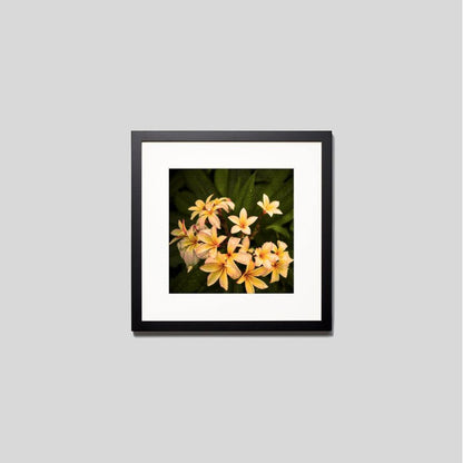 IGREBOW プルメリアの花 ビッグサイズ｜[ウッド 1×1] アイグレボウ インテリアフォト ピクチャーアート 写真