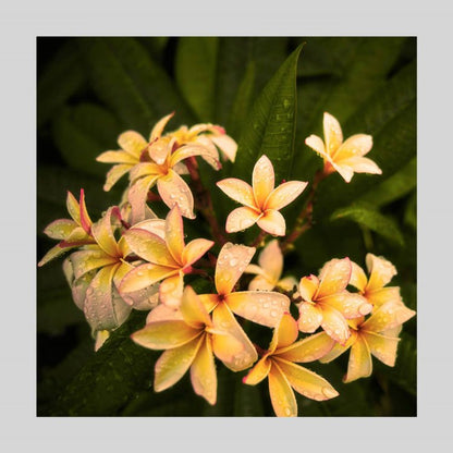 IGREBOW プルメリアの花 ビッグサイズ｜[ウッド 1×1] アイグレボウ インテリアフォト ピクチャーアート 写真