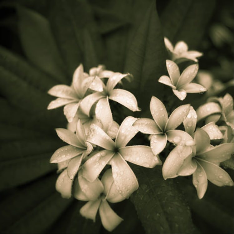 IGREBOW プルメリアの花 ビッグサイズ｜[ウッド 1×1] アイグレボウ インテリアフォト ピクチャーアート 写真