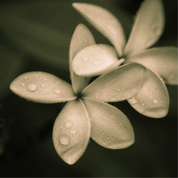 IGREBOW プルメリアの花 ビッグサイズ｜[ウッド 1×1] アイグレボウ インテリアフォト ピクチャーアート 写真