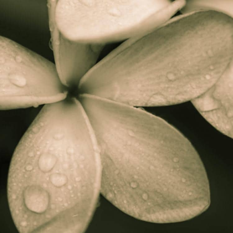 IGREBOW プルメリアの花 ビッグサイズ｜[ウッド 1×1] アイグレボウ インテリアフォト ピクチャーアート 写真