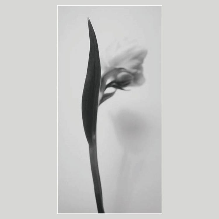 IGREBOW チューリップの花 ビッグサイズ｜[アルミ 1×2] アイグレボウ インテリアフォト ピクチャーアート 写真