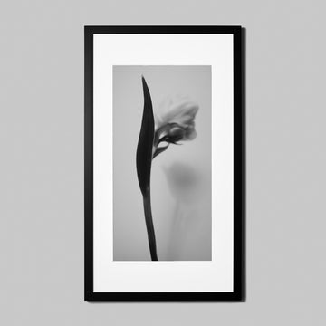 IGREBOW チューリップの花 ビッグサイズ｜[ウッド 1×2] アイグレボウ インテリアフォト ピクチャーアート 写真