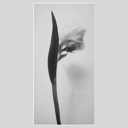 IGREBOW チューリップの花 ビッグサイズ｜[ウッド 1×2] アイグレボウ インテリアフォト ピクチャーアート 写真