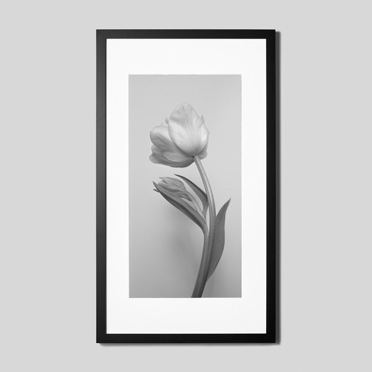 IGREBOW チューリップの花 ビッグサイズ｜[ウッド 1×2] アイグレボウ インテリアフォト ピクチャーアート 写真