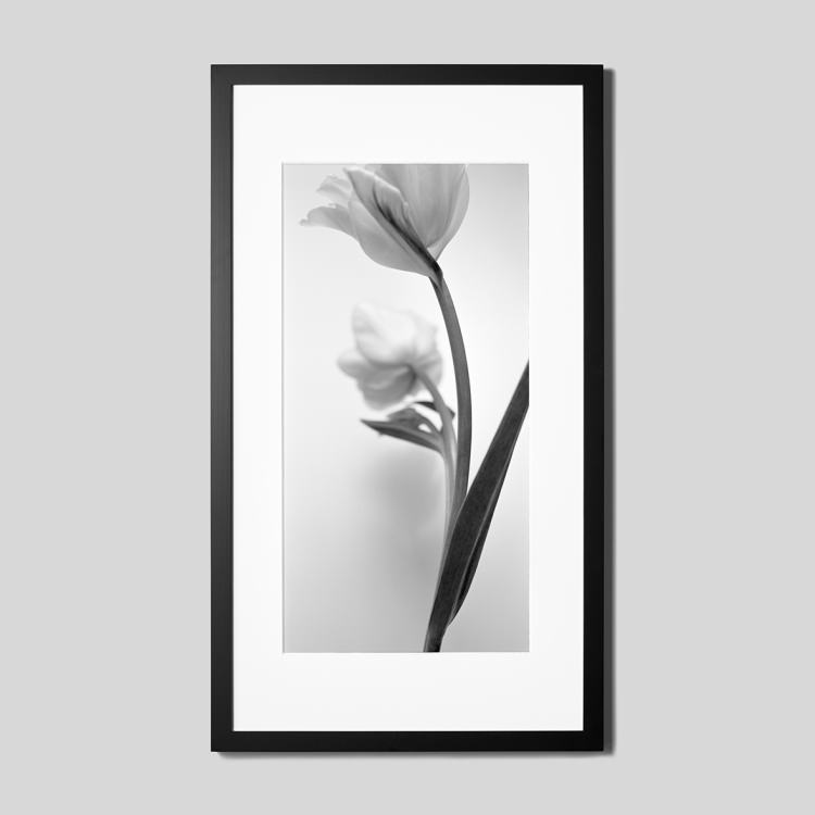 IGREBOW チューリップの花 ビッグサイズ｜[ウッド 1×2] アイグレボウ インテリアフォト ピクチャーアート 写真