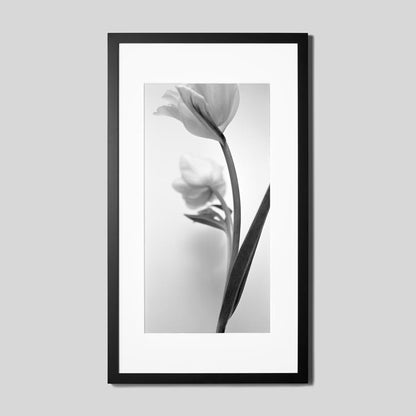 IGREBOW チューリップの花 ビッグサイズ｜[ウッド 1×2] アイグレボウ インテリアフォト ピクチャーアート 写真