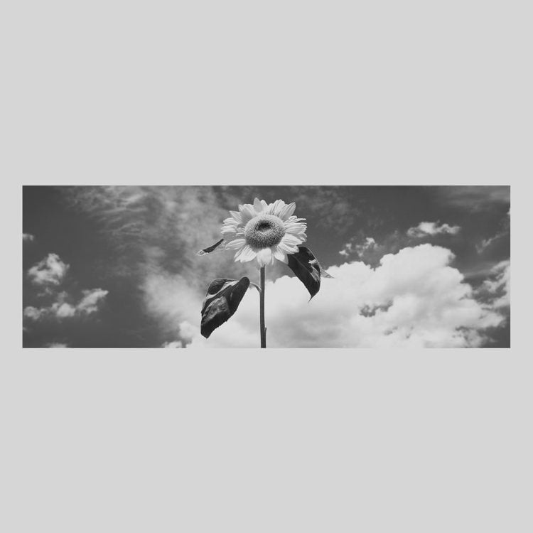 IGREBOW ひまわりの花｜[ウッド 1×3] アイグレボウ インテリアフォト ピクチャーアート 写真