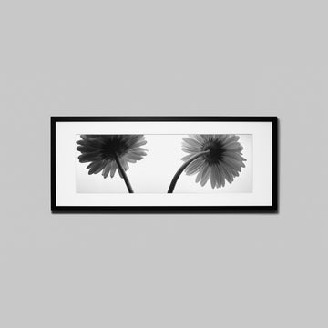 IGREBOW ガーベラの花 ビッグサイズ｜[ウッド 1×3] アイグレボウ インテリアフォト ピクチャーアート 写真