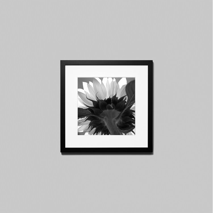 IGREBOW ひまわりの花 ビッグサイズ｜[ウッド 1×1] アイグレボウ インテリアフォト ピクチャーアート 写真