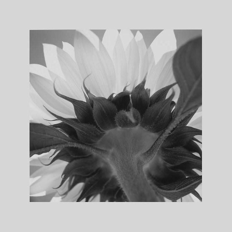 IGREBOW ひまわりの花 ビッグサイズ｜[ウッド 1×1] アイグレボウ インテリアフォト ピクチャーアート 写真