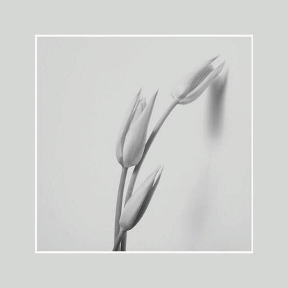 IGREBOW チューリップの花 ビッグサイズ｜[ウッド 1×1] アイグレボウ インテリアフォト ピクチャーアート 写真