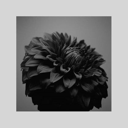 IGREBOW ダリアの花｜[ウッド 1×1] アイグレボウ インテリアフォト ピクチャーアート 写真