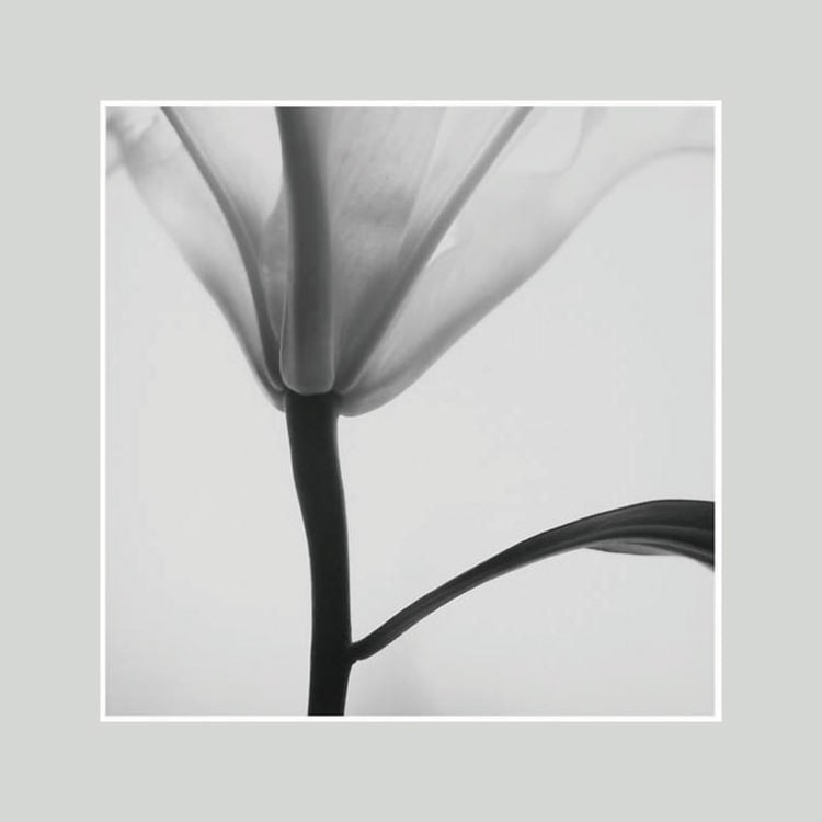 IGREBOW ユリの花 ビッグサイズ｜[アルミ 1×1] アイグレボウ インテリアフォト ピクチャーアート 写真