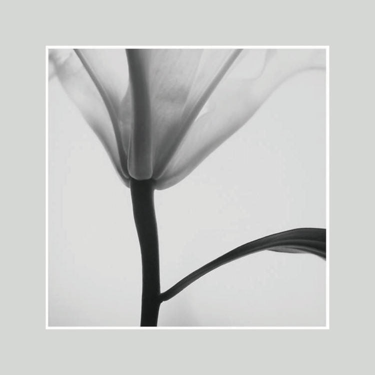 IGREBOW ユリの花 ビッグサイズ｜[ウッド 1×1] アイグレボウ インテリアフォト ピクチャーアート 写真
