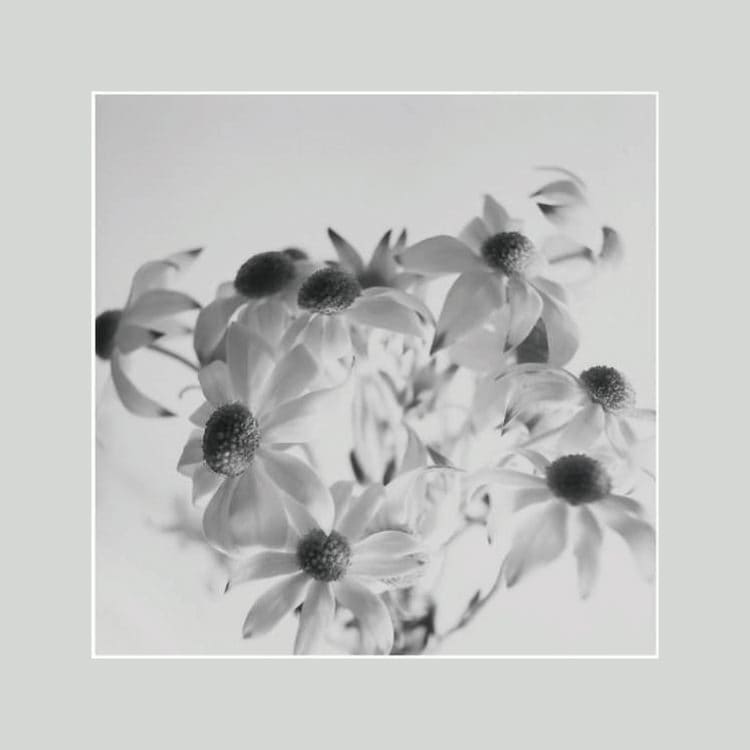 IGREBOW フランネルフラワーの花 ビッグサイズ｜[アルミ 1×1] アイグレボウ インテリアフォト ピクチャーアート 写真