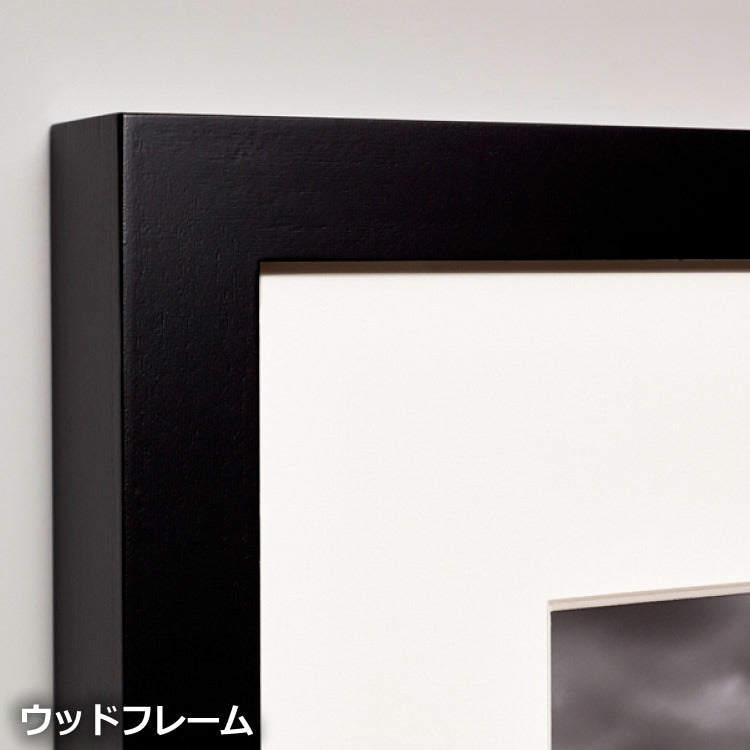 IGREBOW フランネルフラワーの花 ビッグサイズ｜[ウッド 1×1] アイグレボウ インテリアフォト ピクチャーアート 写真