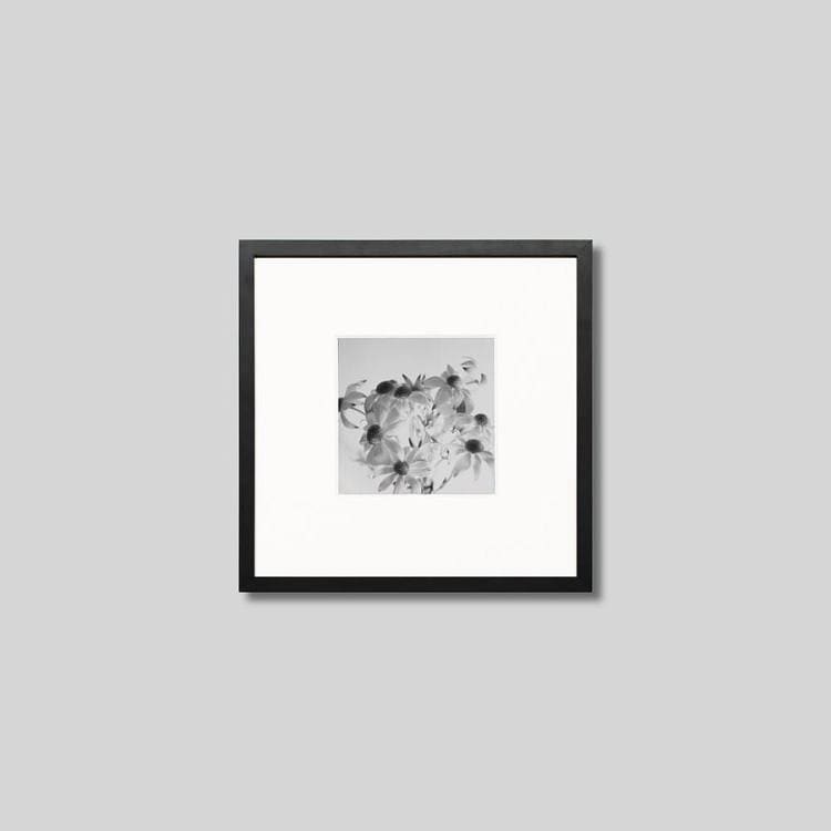 IGREBOW フランネルフラワーの花｜[ウッド 1×1] アイグレボウ インテリアフォト ピクチャーアート 写真