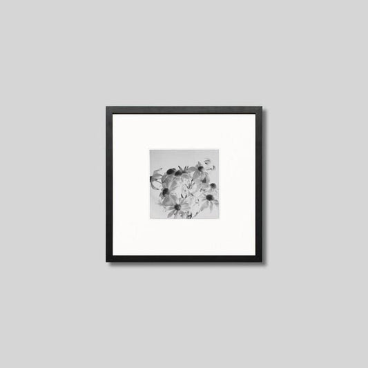 IGREBOW フランネルフラワーの花｜[ウッド 1×1] アイグレボウ インテリアフォト ピクチャーアート 写真