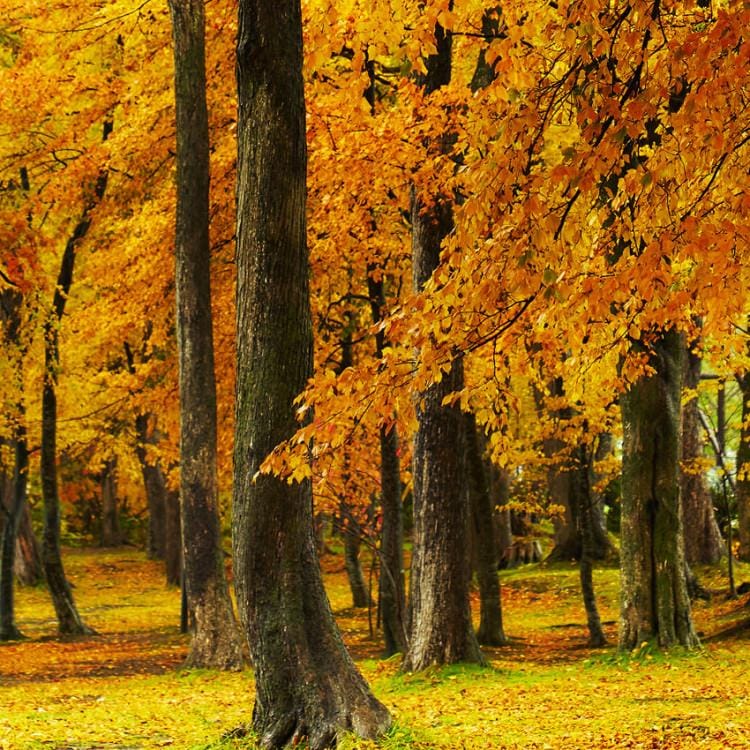 IGREBOW 北海道 紅葉に染まる洞爺湖畔 ビッグサイズ｜[アルミ 1×2] アイグレボウ インテリアフォト ピクチャーアート 写真