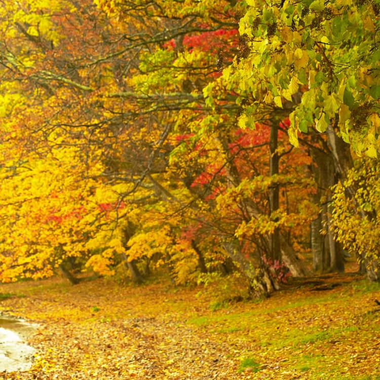 IGREBOW 北海道 紅葉に染まる洞爺湖畔｜[アルミ 1×2] アイグレボウ インテリアフォト ピクチャーアート 写真