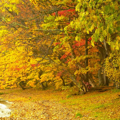 IGREBOW 北海道 紅葉に染まる洞爺湖畔｜[和紙 1×2] アイグレボウ インテリアフォト ピクチャーアート 写真