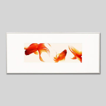 IGREBOW 金魚 ビッグサイズ｜[アルミ 1×3] アイグレボウ インテリアフォト ピクチャーアート 写真