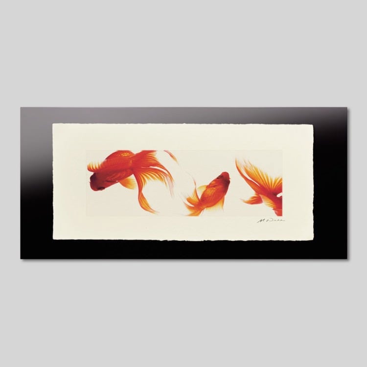 IGREBOW 金魚 ビッグサイズ｜[和紙 1×3] アイグレボウ インテリアフォト ピクチャーアート 写真