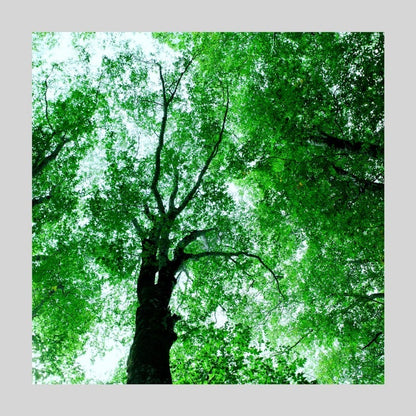IGREBOW 長野県 奥裾花の森｜[アルミ 1×1] アイグレボウ インテリアフォト ピクチャーアート 写真