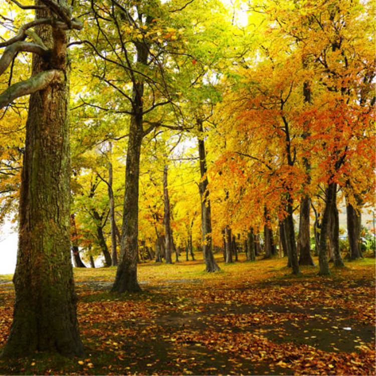 IGREBOW 北海道 紅葉に染まる洞爺湖｜[アルミ 1×1] アイグレボウ インテリアフォト ピクチャーアート 写真