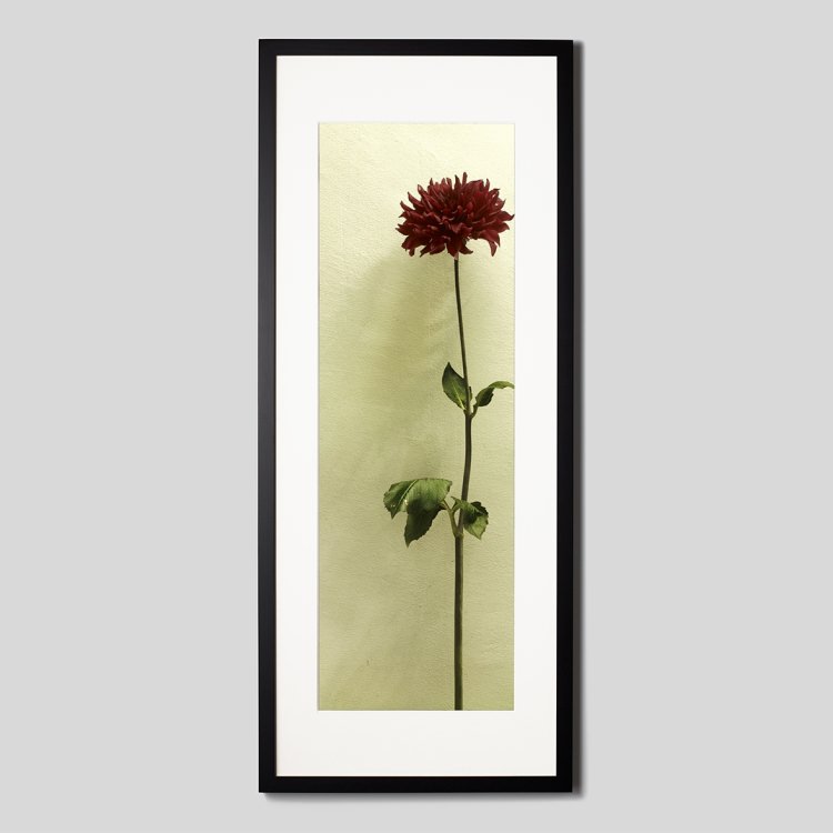 IGREBOW ダリアの花 ビッグサイズ｜[ウッド 1×3] アイグレボウ インテリアフォト ピクチャーアート 写真