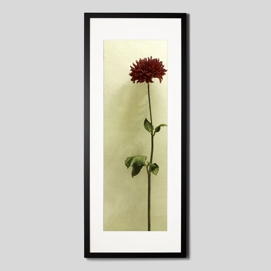 IGREBOW ダリアの花 ビッグサイズ｜[ウッド 1×3] アイグレボウ インテリアフォト ピクチャーアート 写真