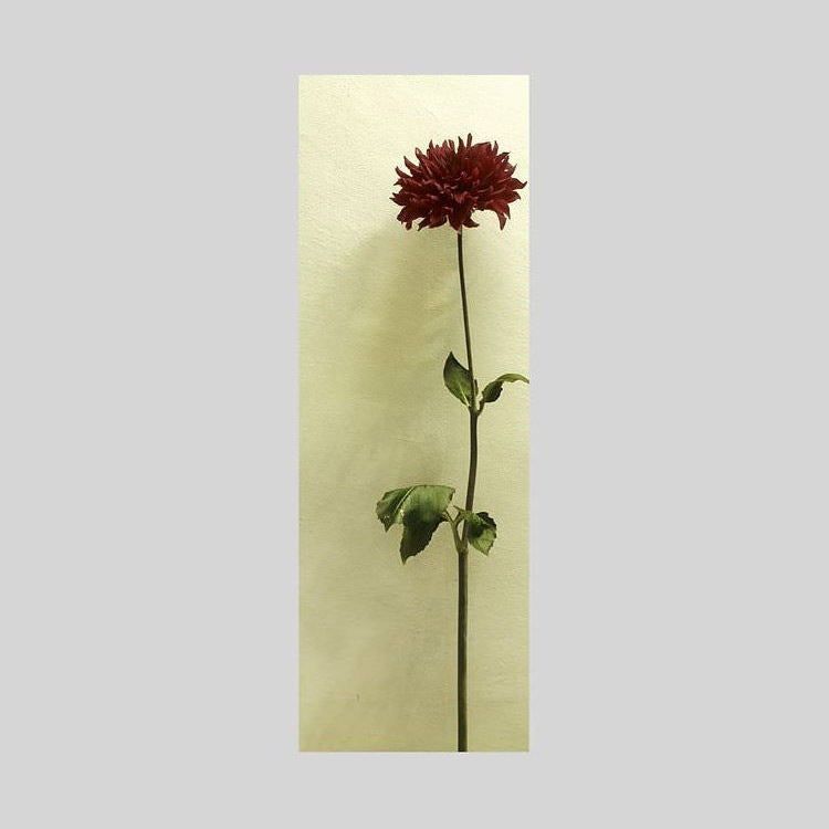 IGREBOW ダリアの花｜[ウッド 1×3] アイグレボウ インテリアフォト ピクチャーアート 写真