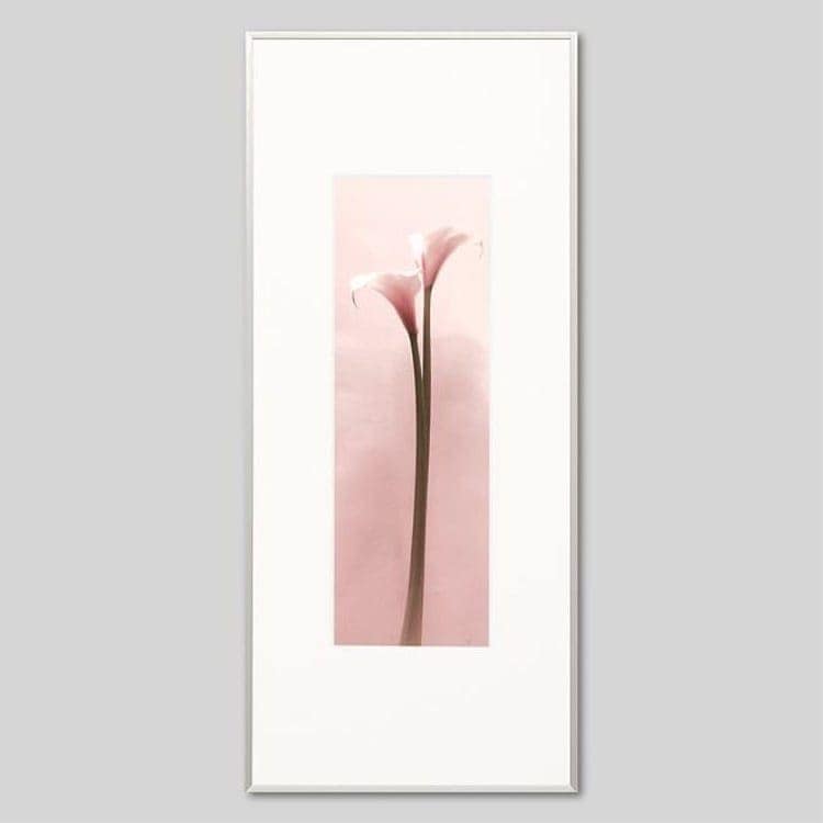 IGREBOW カラーの花 ビッグサイズ｜[アルミ 1×3] アイグレボウ インテリアフォト ピクチャーアート 写真
