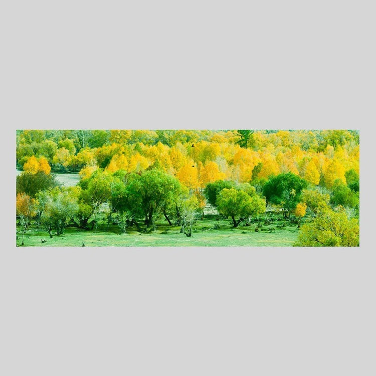 IGREBOW モンゴル テレルジ 紅葉と緑が混じる森 ビッグサイズ｜[ウッド 1×3] アイグレボウ インテリアフォト ピクチャーアート 写真