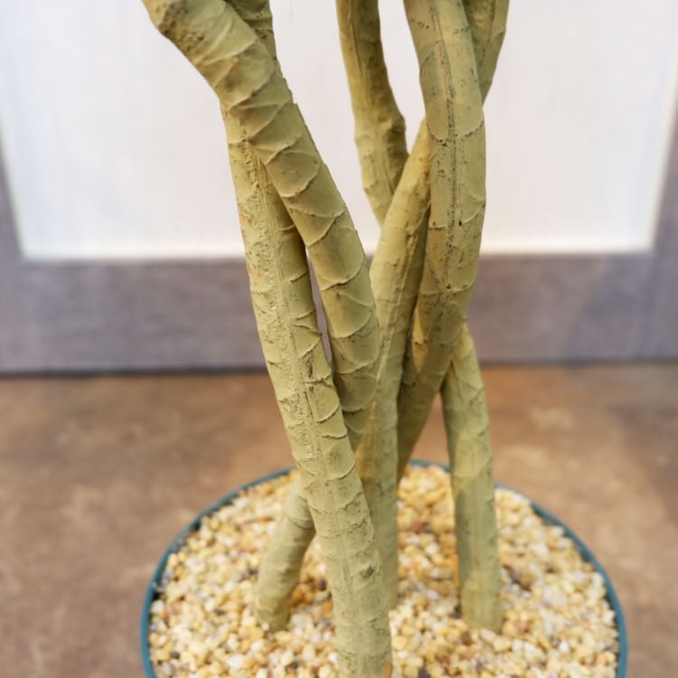 ユッカポット114cm｜F4186 アーティフィシャルグリーン 人工観葉植物 人工樹木 簡易鉢付きグリーン