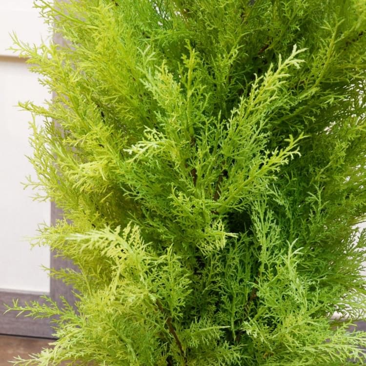 ゴールドクレストポット(XL)180cm｜FD3166 アーティフィシャルグリーン 人工観葉植物 人工樹木 簡易鉢付きグリーン