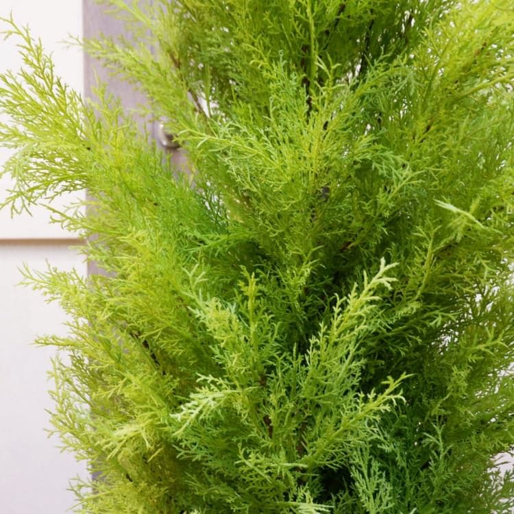 ゴールドクレストポット(XL)180cm｜FD3166 アーティフィシャルグリーン 人工観葉植物 人工樹木 簡易鉢付きグリーン