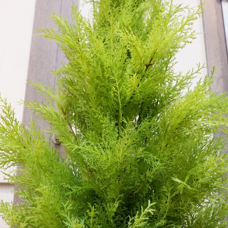 ゴールドクレストポット(XL)180cm｜FD3166 アーティフィシャルグリーン 人工観葉植物 人工樹木 簡易鉢付きグリーン